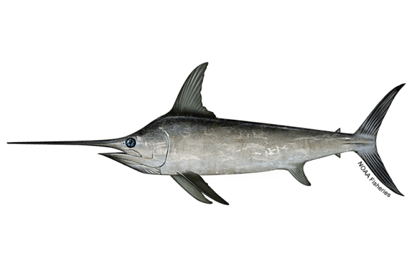 North Atlantic Swordfish (Xiphias gladius) — Ocean City, Maryland