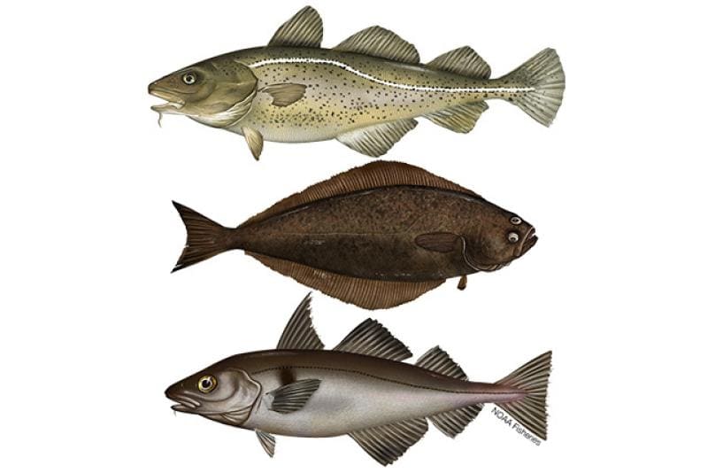 Northeast Multispecies (Groundfish) (—) — Ocean City, Maryland