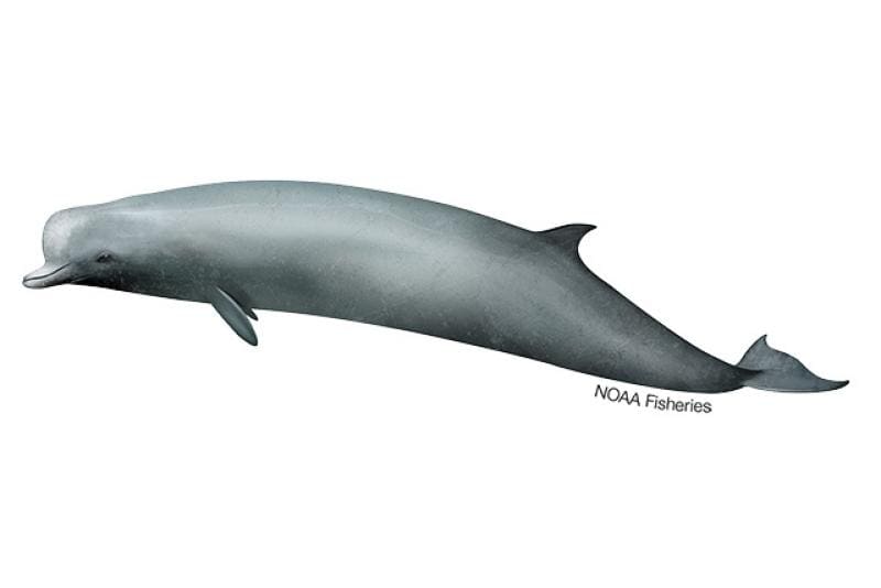 Northern Bottlenose Whale (Hyperoodon ampullatus) — Ocean City, Maryland