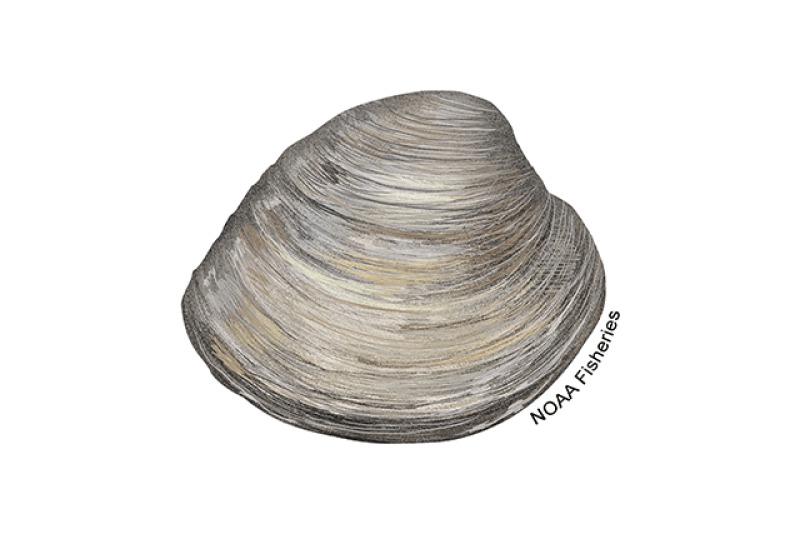 Northern Quahog (Mercenaria mercenaria) — Ocean City, Maryland