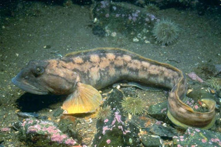 Ocean pout (eelpout) — Ocean City, Maryland