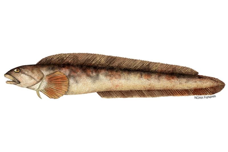 Ocean Pout (Zoarces americanus) — Ocean City, Maryland