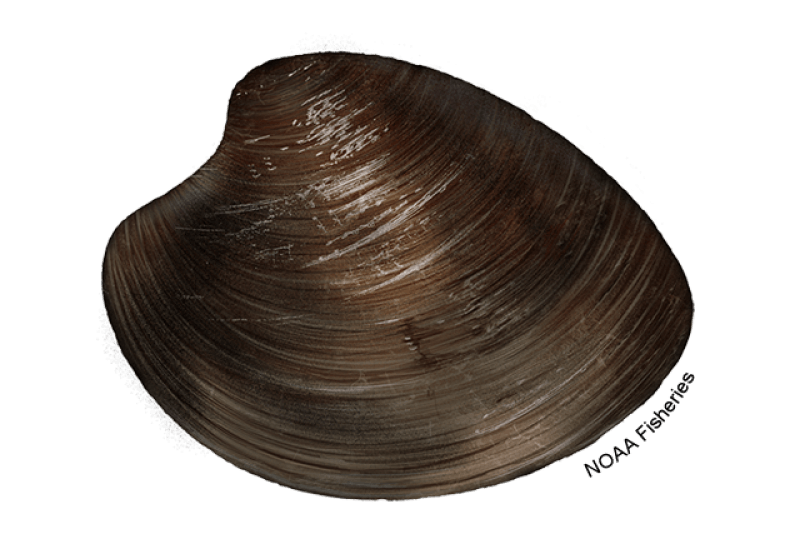 Ocean Quahog (Arctica islandica) — Ocean City, Maryland