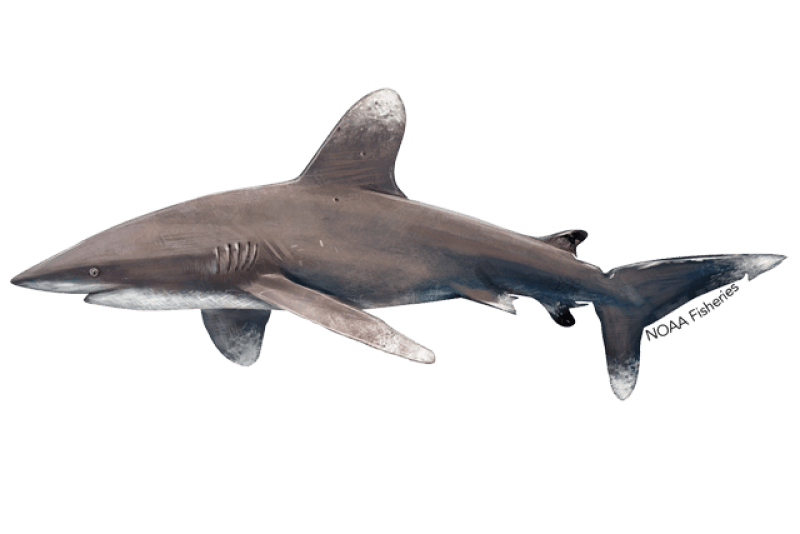 Oceanic Whitetip Shark (Carcharhinus longimanus) — Ocean City, Maryland