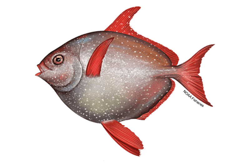 Opah (Lampris guttatus, Lampris spp.) — Ocean City, Maryland