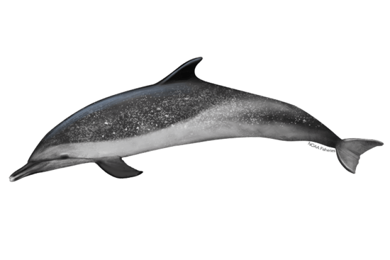Pantropical Spotted Dolphin (Stenella attenuata) — Ocean City, Maryland