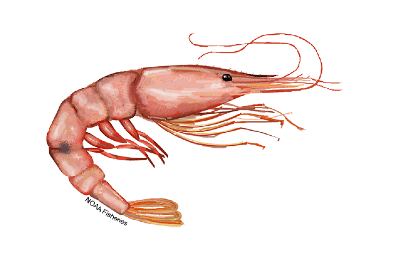 Pink Shrimp (Farfantepenaeus duorarum) — Ocean City, Maryland
