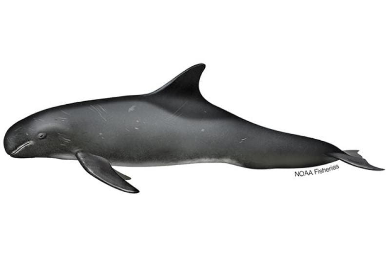 Pygmy Killer Whale (Feresa attenuata) — Ocean City, Maryland