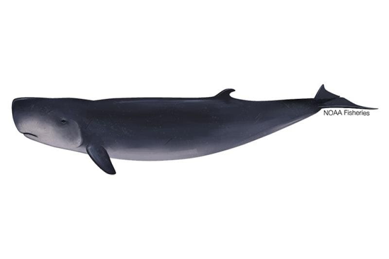 Pygmy Sperm Whale (Kogia breviceps) — Ocean City, Maryland