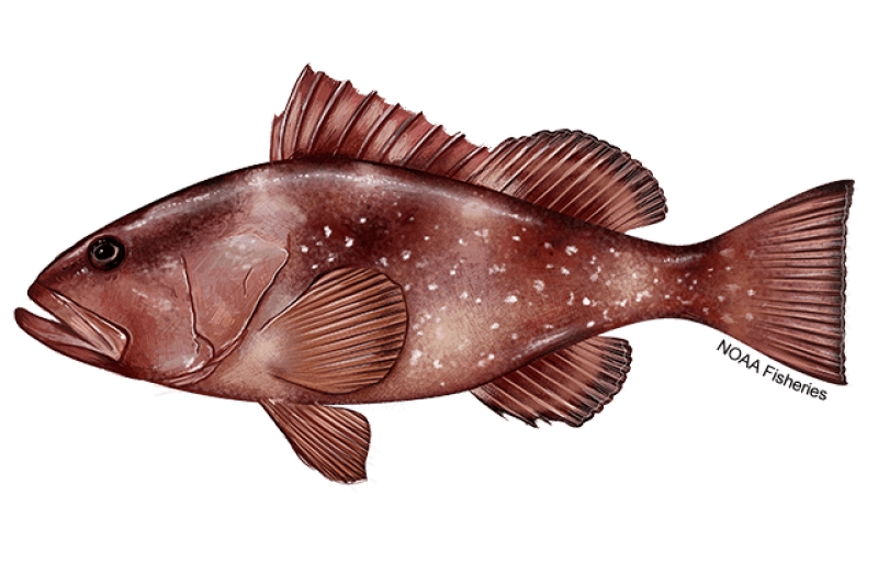 Red Grouper (Epinephelus morio) — Ocean City, Maryland