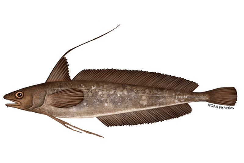 Red Hake (Urophycis chuss) — Ocean City, Maryland