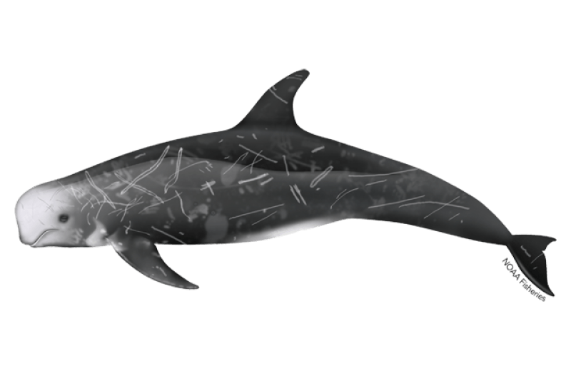 Risso’s Dolphin (Grampus griseus) — Ocean City, Maryland
