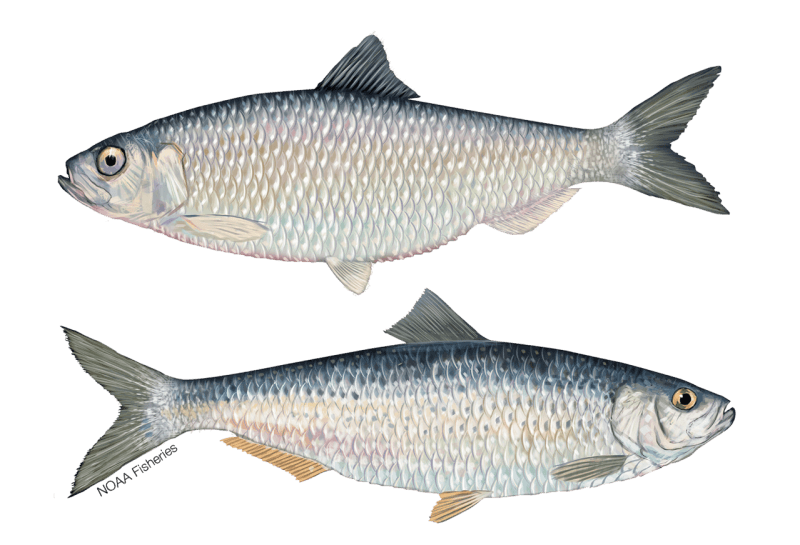 River Herring (—) — Ocean City, Maryland