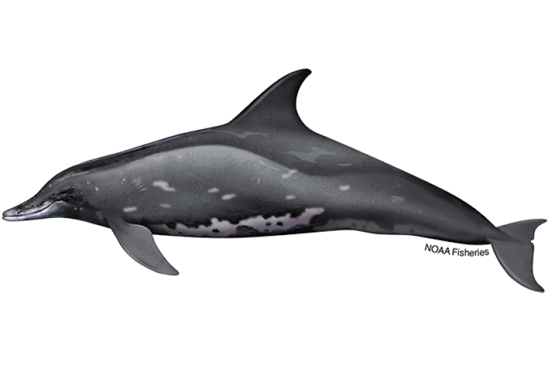 Rough-Toothed Dolphin (Steno bredanensis) — Ocean City, Maryland