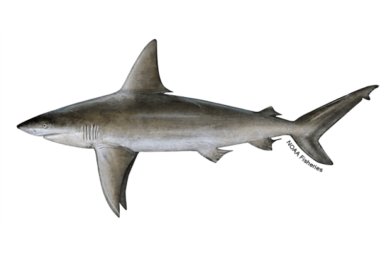 Sandbar Shark (Carcharhinus plumbeus) — Ocean City, Maryland