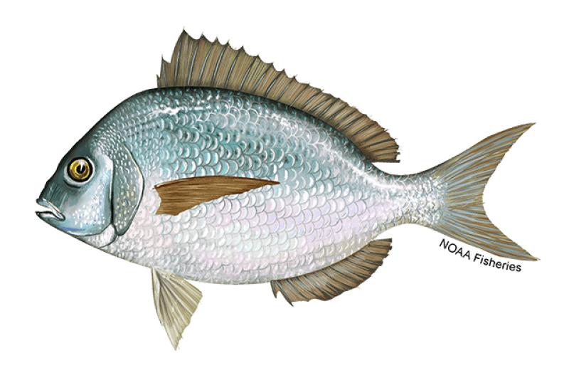 Scup (Stenotomus chrysops) — Ocean City, Maryland