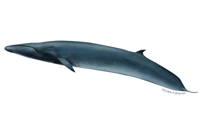 Sei Whale (Balaenoptera borealis) — Ocean City, Maryland