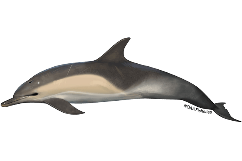Short-Beaked Common Dolphin (Delphinus delphis) — Ocean City, Maryland