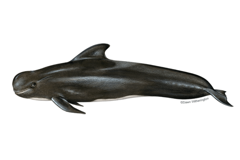 Short-Finned Pilot Whale (Globicephala macrorhynchus) — Ocean City, Maryland