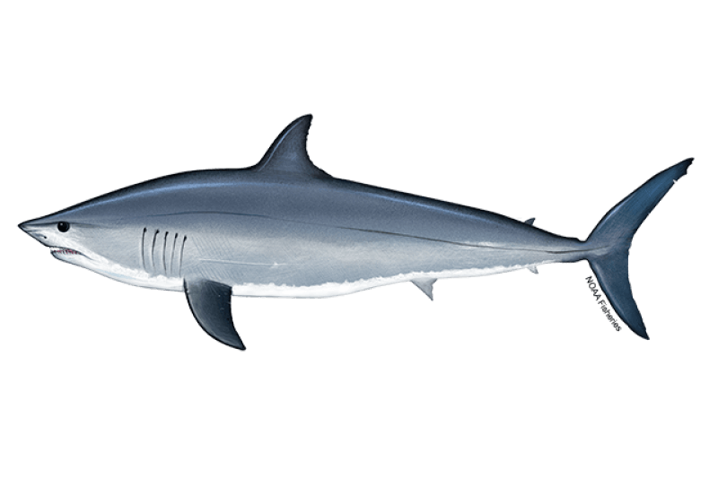Shortfin Mako Shark (Isurus oxyrinchus) — Ocean City, Maryland