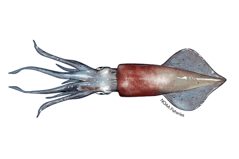 Shortfin Squid (Illex illecebrosus) — Ocean City, Maryland