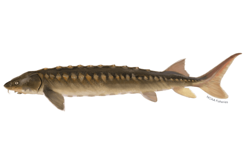 Shortnose Sturgeon (Acipenser brevirostrum) — Ocean City, Maryland