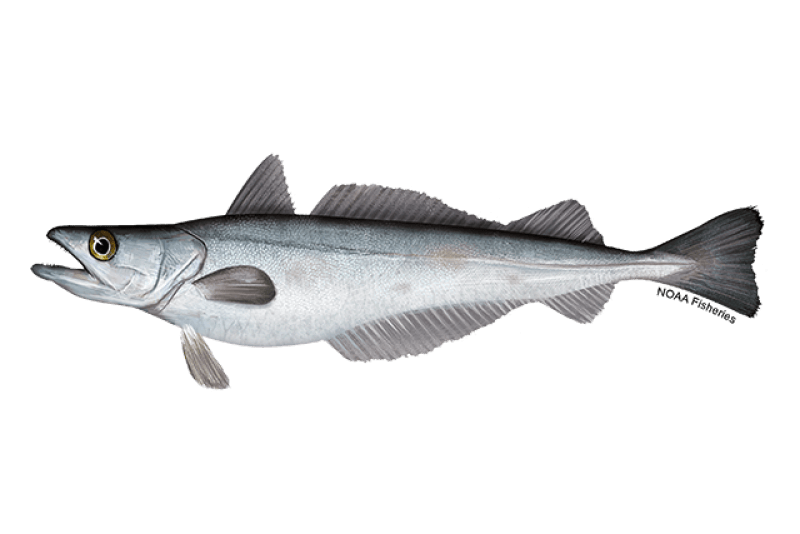 Silver Hake (Merluccius bilinearis) — Ocean City, Maryland
