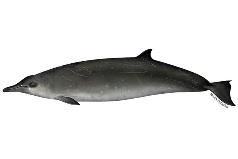 Sowerby's Beaked Whale (Mesoplodon bidens) — Ocean City, Maryland