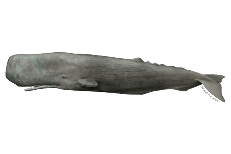 Sperm Whale (Physeter macrocephalus) — Ocean City, Maryland