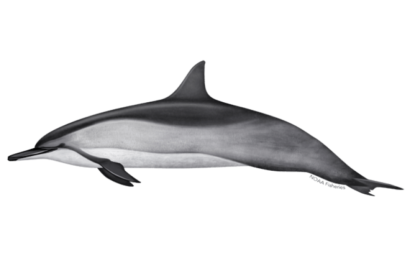Spinner Dolphin (Stenella longirostris) — Ocean City, Maryland