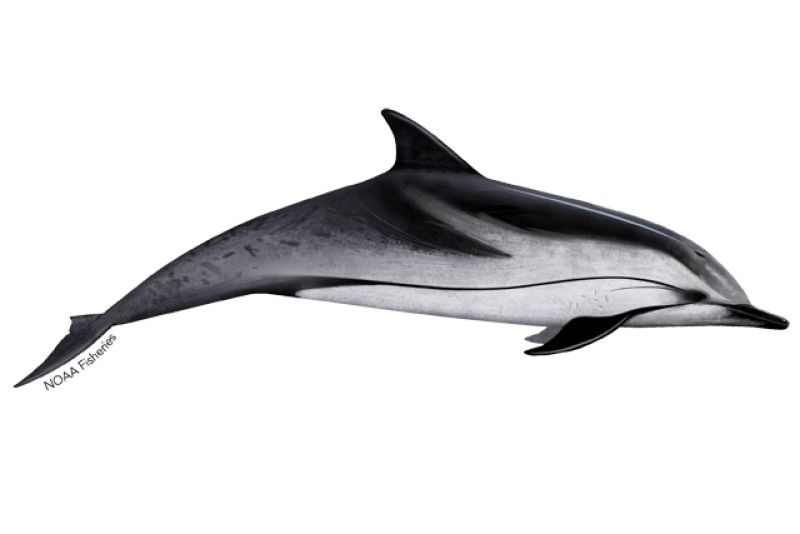 Striped Dolphin (Stenella coeruleoalba) — Ocean City, Maryland