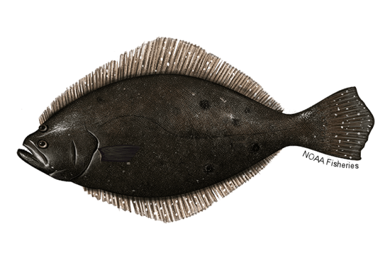 Summer Flounder (Paralichthys dentatus) — Ocean City, Maryland