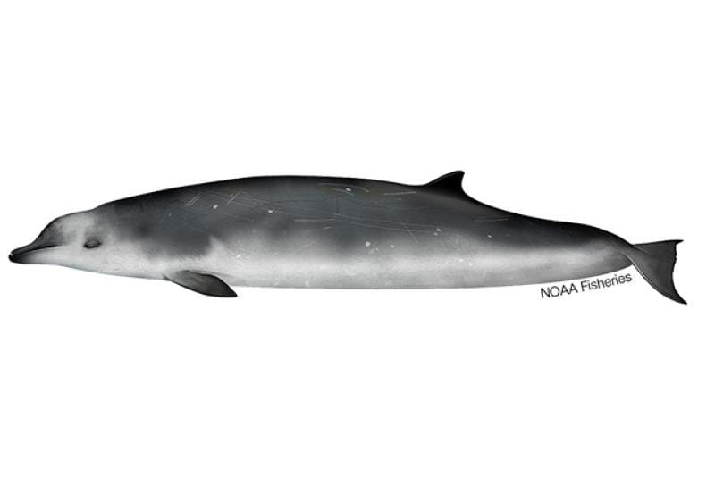 True's Beaked Whale (Mesoplodon mirus) — Ocean City, Maryland