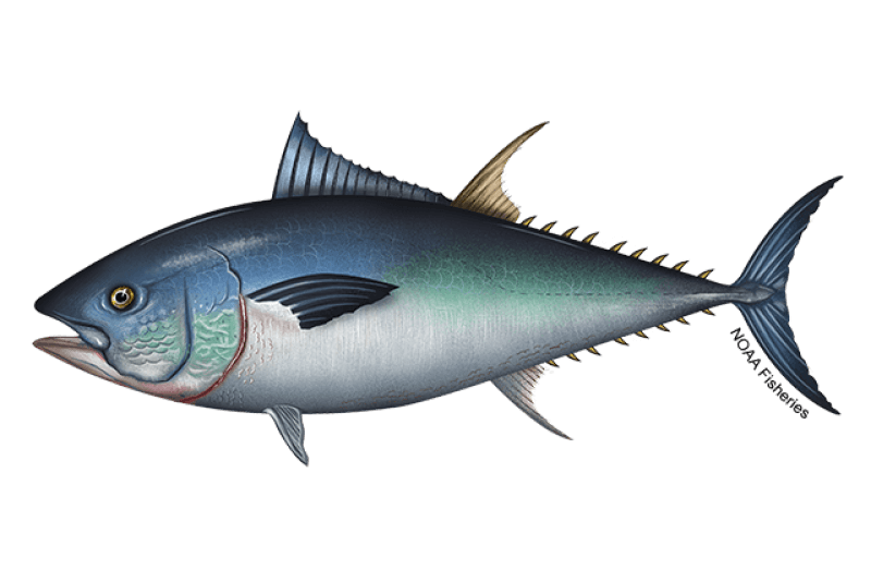 Western Atlantic Bluefin Tuna (Thunnus thynnus) — Ocean City, Maryland