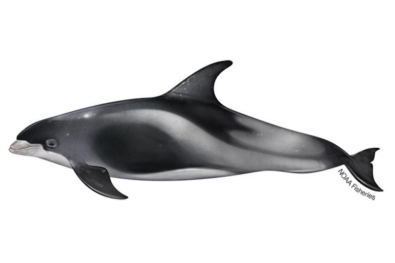 White-Beaked Dolphin (Lagenorhynchus albirostris) — Ocean City, Maryland