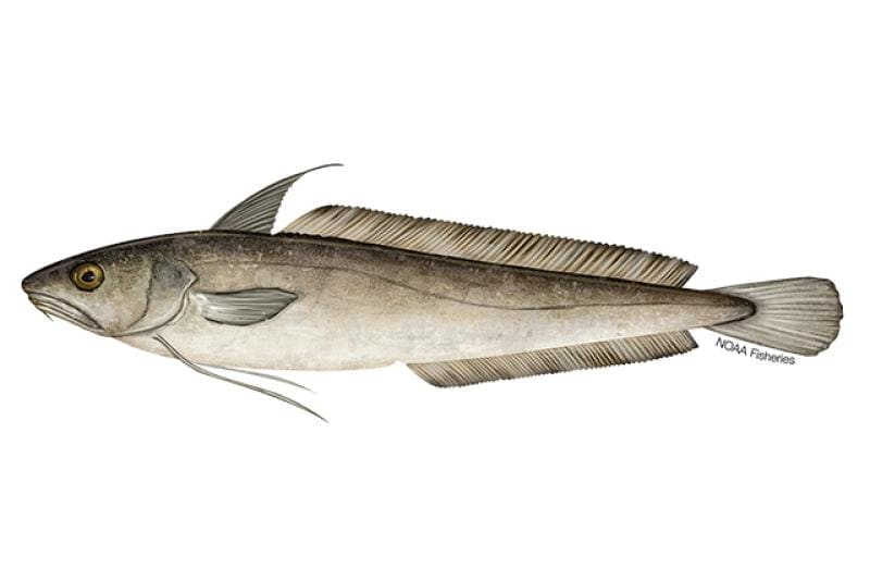 White Hake (Urophycis tenuis) — Ocean City, Maryland