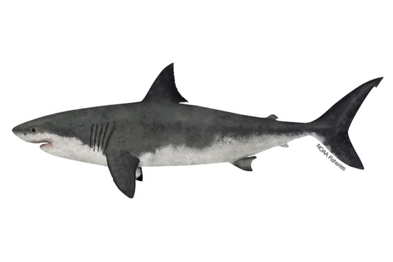 White Shark (Carcharodon carcharias) — Ocean City, Maryland