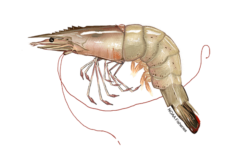 White Shrimp (Litopenaeus setiferus) — Ocean City, Maryland