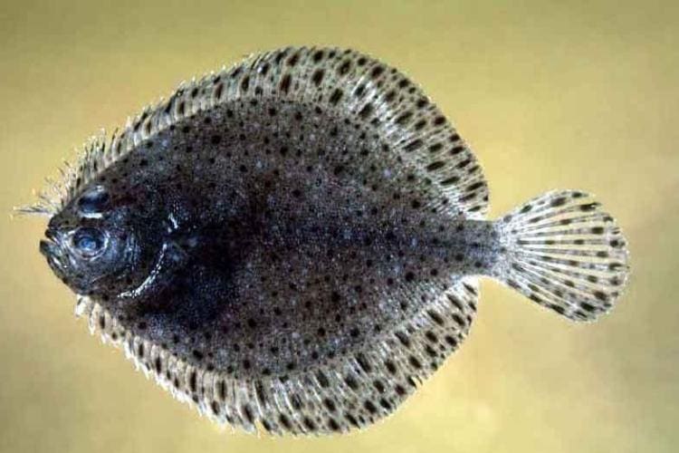 Windowpane flounder — Ocean City, Maryland