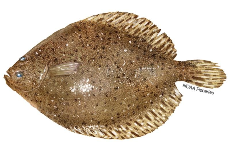 Windowpane Flounder (Scophthalmus aquosus) — Ocean City, Maryland