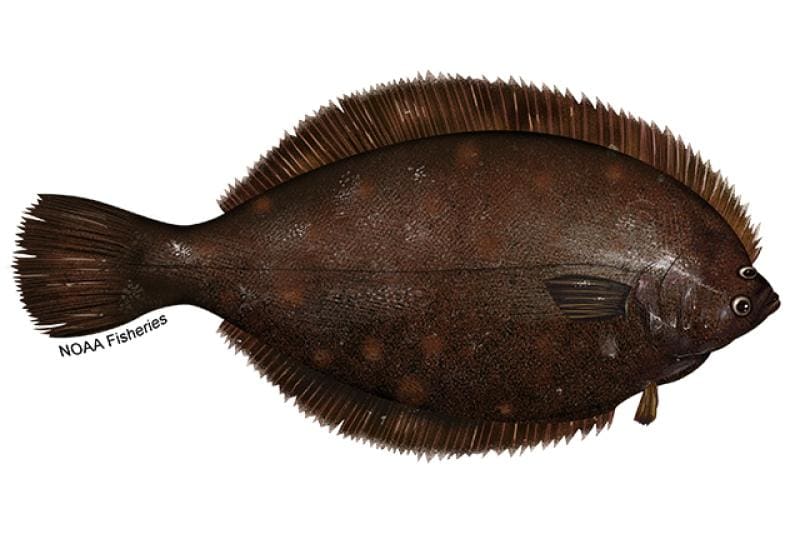 Winter Flounder (Pseudopleuronectes americanus) — Ocean City, Maryland