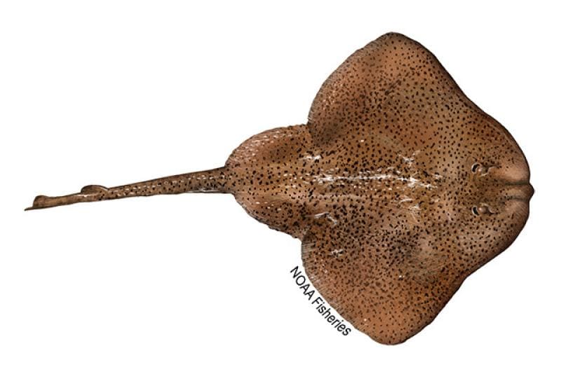 Winter Skate (Leucoraja ocellata) — Ocean City, Maryland