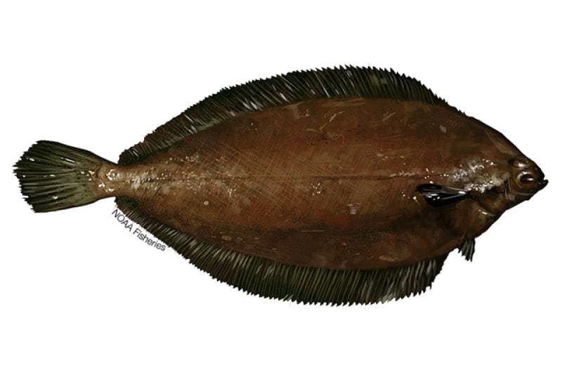 Witch Flounder (Glyptocephalus cynoglossus) — Ocean City, Maryland