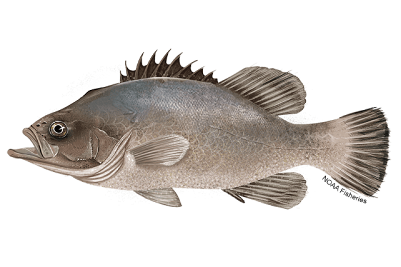 Wreckfish (Polyprion americanus) — Ocean City, Maryland