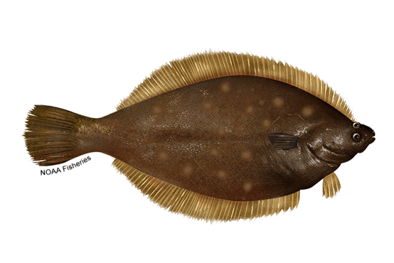 Yellowtail Flounder (Limanda ferruginea) — Ocean City, Maryland