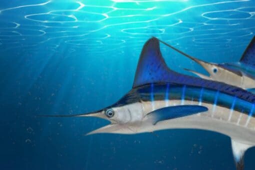 White marlin — Ocean City, Maryland