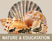Nature and education in Ocean City, Maryland. Local museums, nature trips, state and national parks.